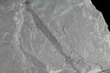 Pennsylvanian Fossil Horsetail (Annularia) Plate - Kentucky #176787-2